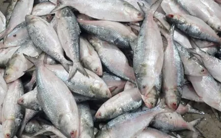 চীনে রপ্তানির পথে বাংলাদেশের ‘রুপালি ইলিশ’