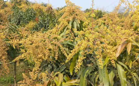 রাজশাহীর গাছে গাছে সুবাস ছড়াচ্ছে স্বর্ণালী আমের মুকুল